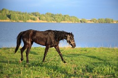 Equus_caballus_2012_0510_1950