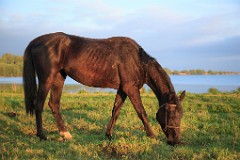 Equus_caballus_2012_0510_2031