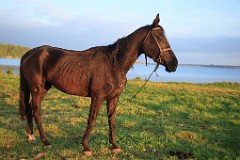 Equus_caballus_2012_0510_2032