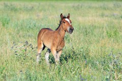 Equus_caballus_2012_0711_1935-7