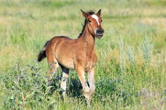 Equus_caballus_2012_0711_1935-9
