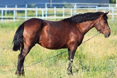 Equus_caballus_2012_0711_1937