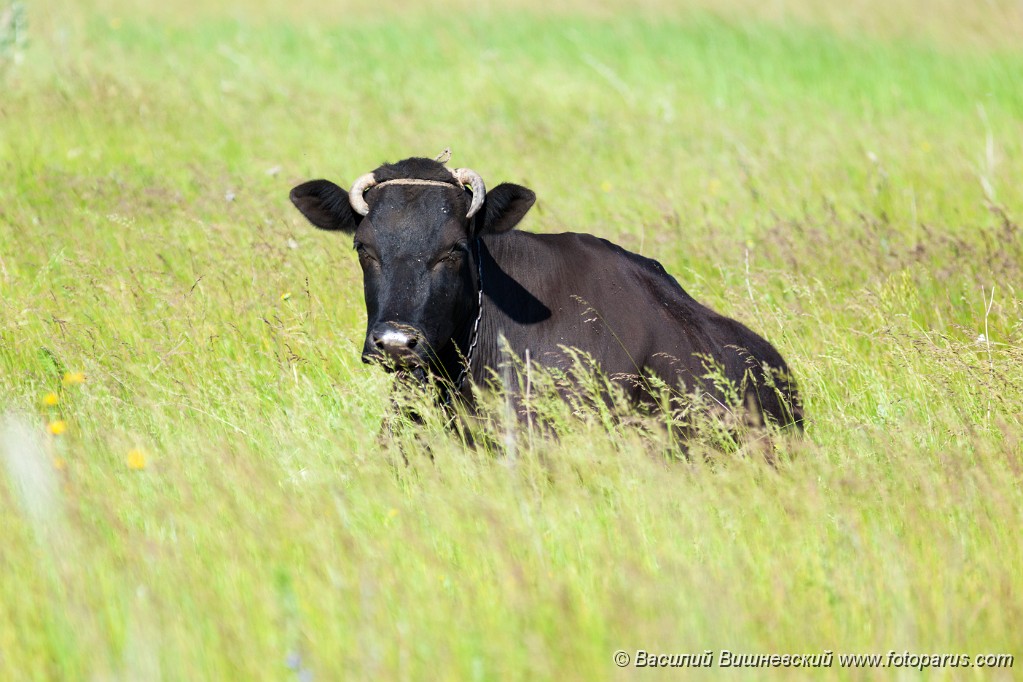 Bos_taurus_2011_0605_0915.jpg - Корова на пастбище. Cow on a pasture.