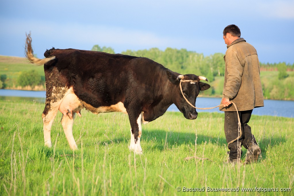Bos_taurus_2012_0510_1941.jpg - Корова на пастбище. Cow on a pasture.