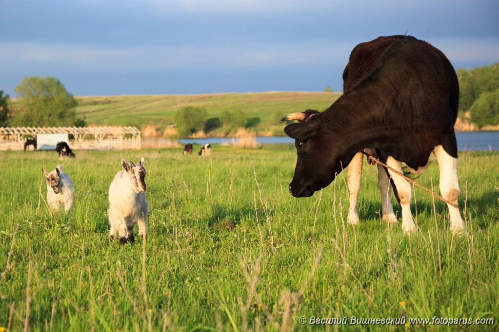 Bos_taurus_2012_0510_1942.jpg - Корова на пастбище. Cow on a pasture.