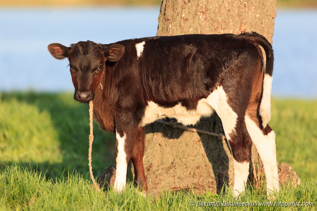 Bos_taurus_2012_0511_1936.jpg - Корова на пастбище. Cow on a pasture.