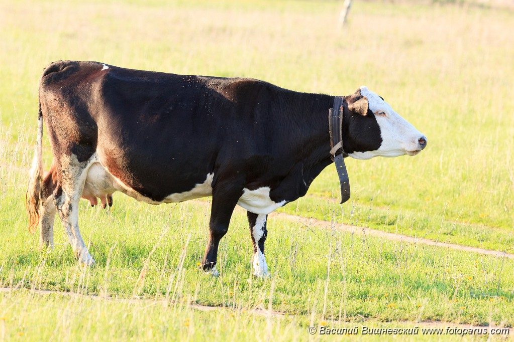 Bos_taurus_2012_0511_1939.jpg - Корова на пастбище. Cow on a pasture.