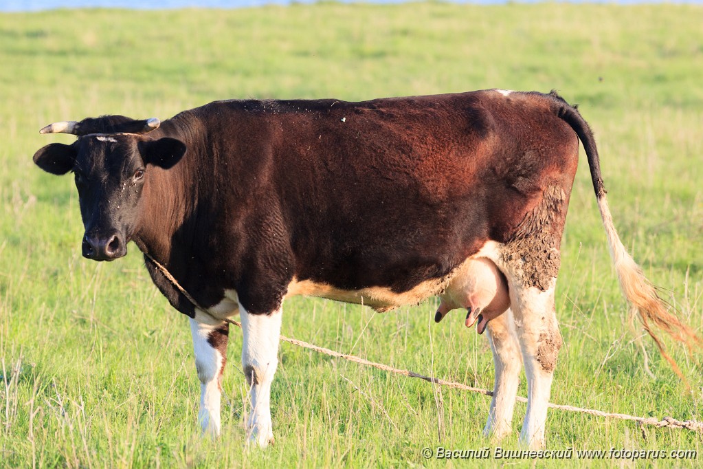 Bos_taurus_2012_0511_1942-3.jpg - Корова на пастбище. Cow on a pasture.