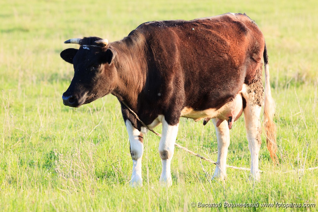 Bos_taurus_2012_0511_1942.jpg - Корова на пастбище. Cow on a pasture.