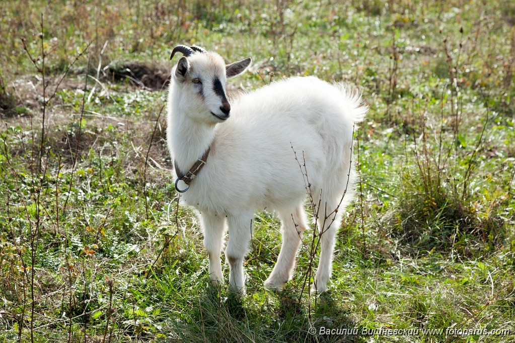 Capra_aegagrus_2010_1002_1410-2.jpg - Коза на открытом воздухе, Capra aegagrus hircus. Home goat in field