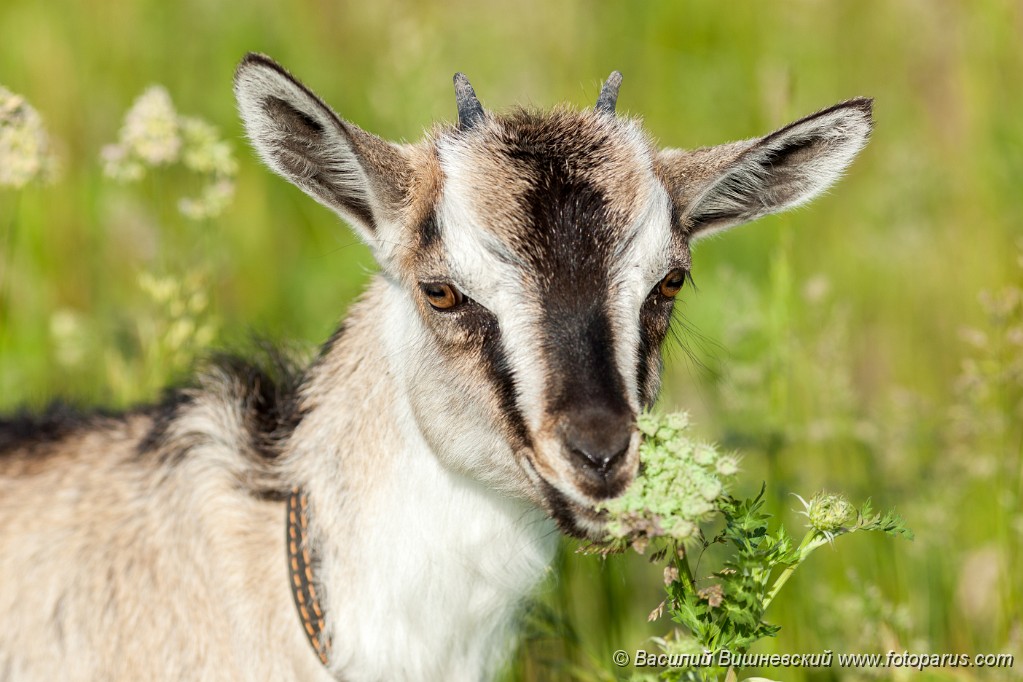 Capra_aegagrus_2011_0603_0843.jpg - Коза на открытом воздухе, Capra aegagrus hircus. Home goat in field