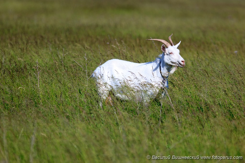 Capra_aegagrus_2011_0605_0916.jpg - Коза на открытом воздухе, Capra aegagrus hircus. Home goat in field