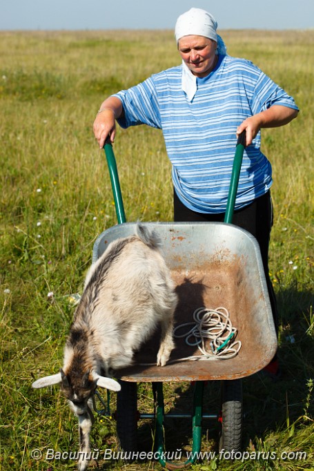 Capra_hircus_2010_0625_0906.jpg - Козлёнок сидит в тачке. The Kid sitting in a garden wheelbarrow.
