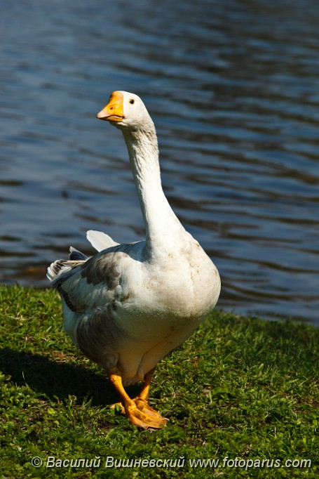 Anser_2010_0507_1053.jpg - Серый гусь стоит в траве на берегу реки. The grey goose costs in a grass on river bank.