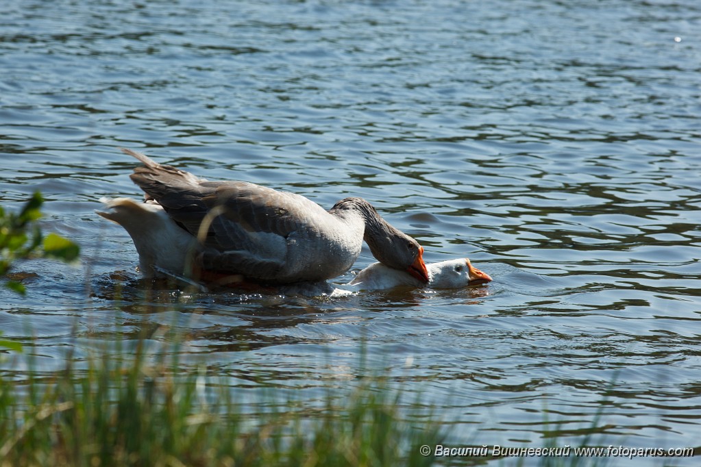 Anser_2010_0507_1111.jpg - Спаривание гусей. The grey goose (male) couples in water.