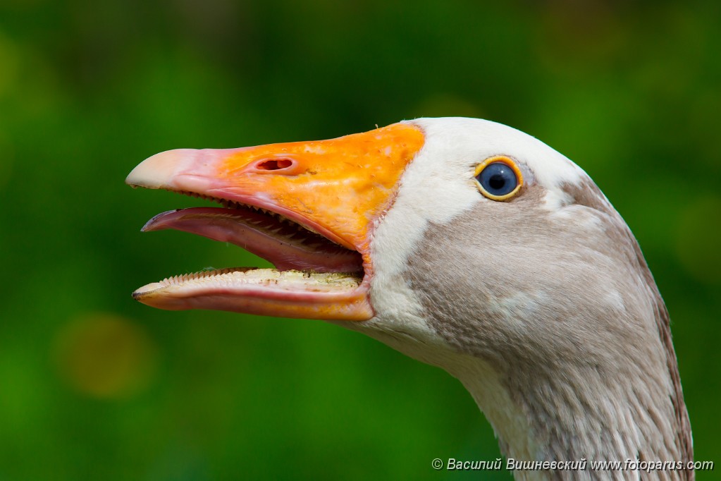 Anser_2010_0513_1455.jpg - Голова гуся крупным планом. Head of a goose close up. A female