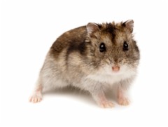 3_2_Rodents Djungarian Hamster