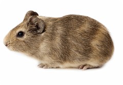 3_3_Rodents Guinea Pig