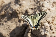 Papilio_machaon_2012_0711_1535-2