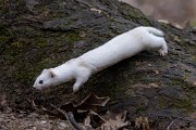 album_cover_Least_weasel_2020_0322_1540-3