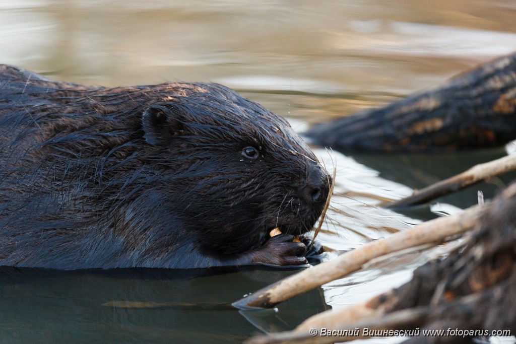 Castor_fiber_2015_0314_1705-4.jpg -  , Castor fiber, Eurasian beaver. -  -, .  . Russia, Moscow