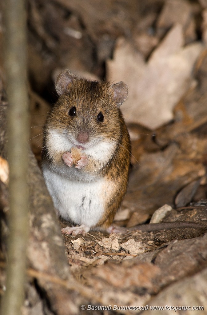Мыши москва. Мышь полевка. Apodemus agrarius. Полевая мышь Apodemus agrarius вертикально. Восточноазиатская мышь Apodemus peninsulae Thomas, 1907.