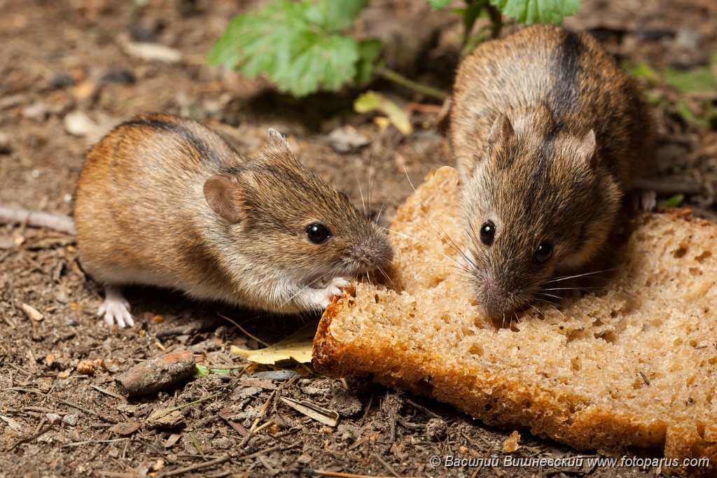 Туляремия мыши. Полевая мышь Apodemus agrarius. Мышь полевка и ГЛПС. Грызуны переносчики.