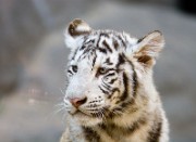 CARNIVORA_Bengal_tiger