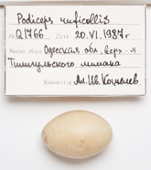 eggs_apart_Podiceps_ruficollis201009151517-1