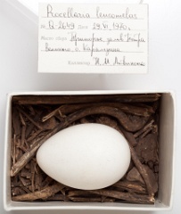 eggs_museum_Calonectris_leucomelas201009151603