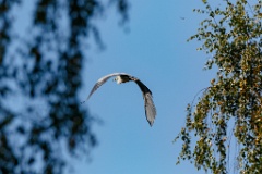 birds_flying_Ardea_cinerea_2018_0915_1205