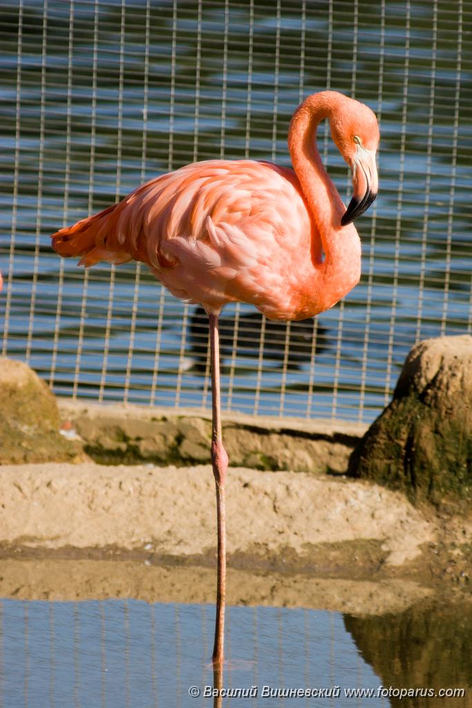 bird_apart_Phoenicopterus_roseus200809241500.jpg - Фламинго обыкновенный в Московском зоопарке. Phoenicopterus roseus, Phoenicopterus ruber, Greater Flamingo in zoo.