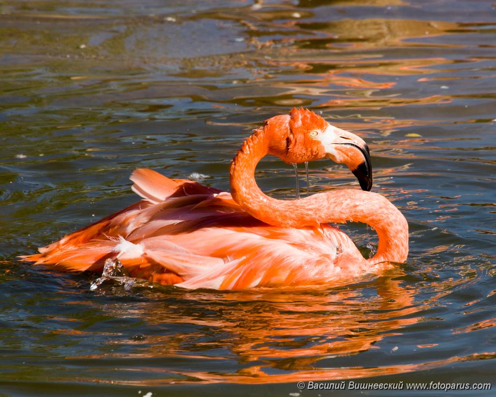birds_water_Phoenicopterus_roseus200709181342.jpg - Фламинго обыкновенный в Московском зоопарке. Phoenicopterus roseus, Phoenicopterus ruber, Greater Flamingo in zoo.