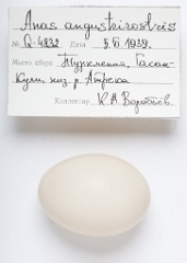 eggs_apart_Anas_angustirostris201009161618