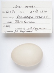 eggs_apart_Anas_crecca201009161557