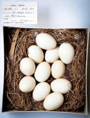 eggs_museum_Anas_crecca201009161556