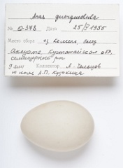 eggs_apart_Anas_querquedula201009161554-1