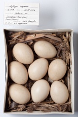 eggs_museum_Aythya_nyroca201009161412