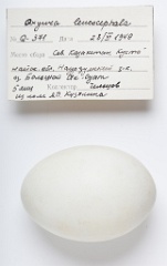 eggs_apart_Oxyrra_leucocephala201009161417-1