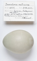 eggs_apart_Somateria_molissima201009161616