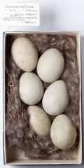 eggs_museum_Somateria_molissima201009161615