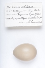 eggs_apart_Phasianus_colchicus201009201142-1