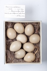 eggs_museum_Phasianus_colchicus201009201142