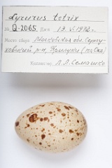 eggs_apart_Lyrurus_tetrix201009201237-1