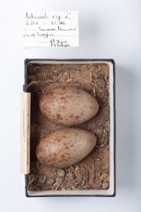 eggs_museum_Anthropoides_virgo201009201451