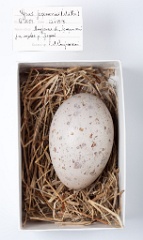 eggs_museum_Grus_japonensis_2010_0920_1437
