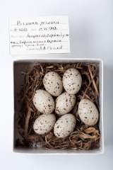 eggs_museum_Porzana_porzana201009201558