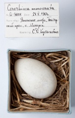 eggs_museum_Cerorhinca_monocerata201009241202