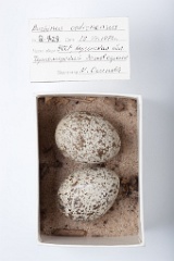 eggs_museum_Burhinus_oedicnemus201009211224