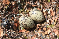nest14104_eggs_nature_Haematopus_ostralegus_2014_0624_1154-2